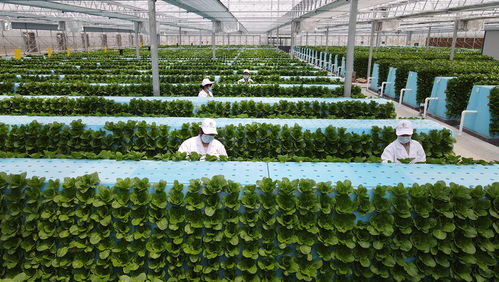 目前我国的智能植物工厂已超过220座,未来植物工厂将如何改变我们的生活